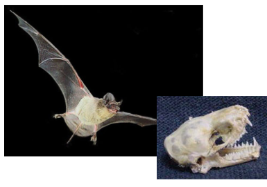 <p>Bats have small, jagged teeth for feeing on ______ and their wings are modified _______ with a membrane between their finger bones.</p>
