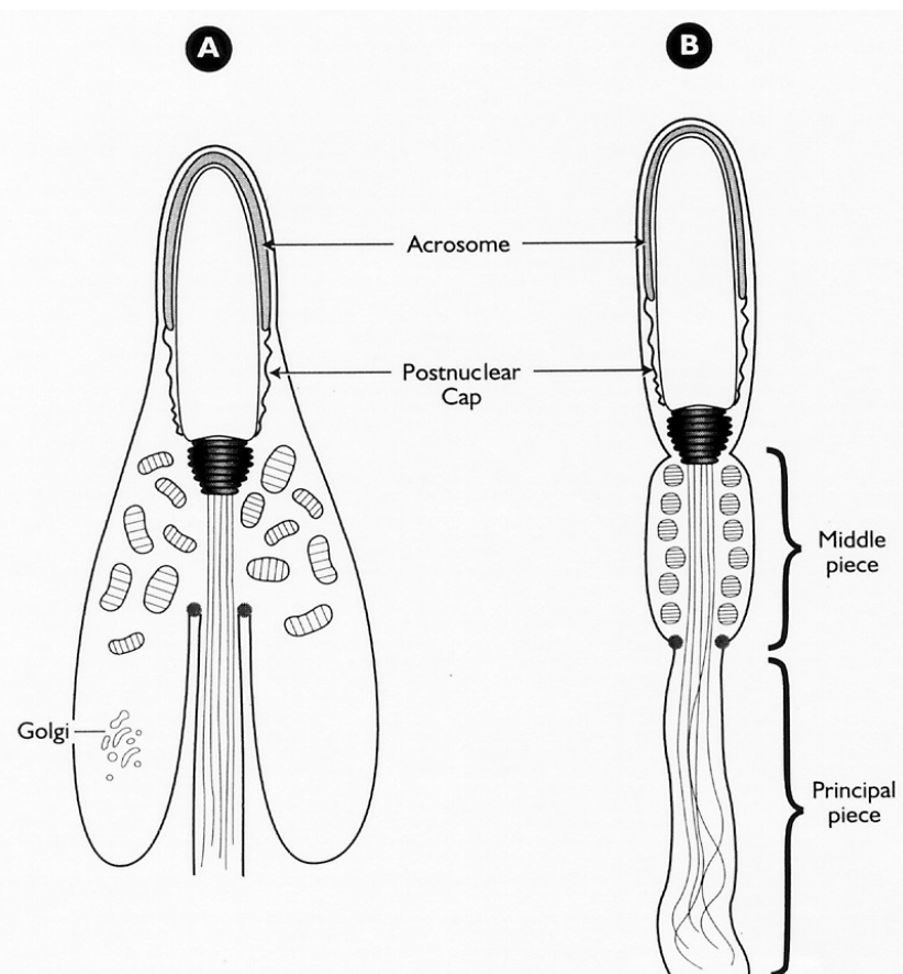 <ul><li><p>Manchette disappears</p></li><li><p>Mitochondria migrate</p></li><li><p>Dense fibers form its tail + sheath</p></li><li><p>Postnuclear cap is formed</p></li><li><p>Middle piece — generates lots of ATP to allow tail to work when motile</p></li></ul><p></p>