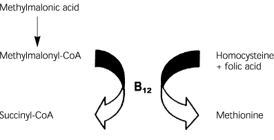 <p>Vitamin B12 deficiency </p>