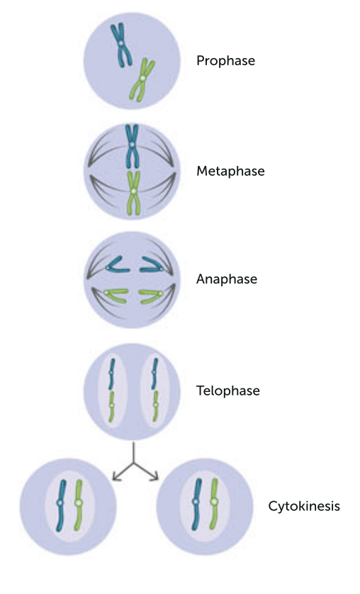 <p>The stages of mitosis in a cell with two chromosomes</p>