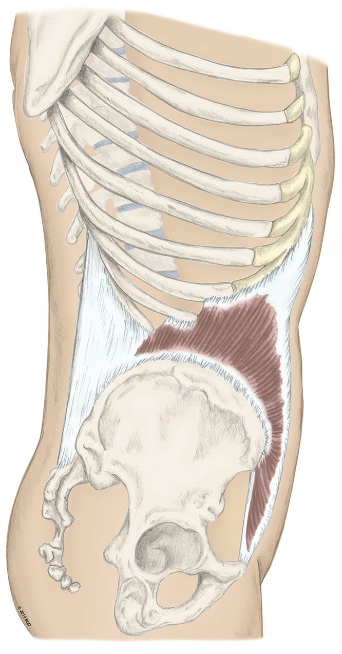 <p>internal oblique nerve</p>
