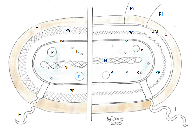<p><span>No nucleus - DNA in a nucleoid<br>• Inner membrane surrounded by<br>peptidoglycan cell wall in the<br>periplasm.<br>• Gram-negative bacteria have an<br>additional outer membrane.<br>• Capsule of polysaccharide (sugars)<br>• Flagella for motility<br>• Protein fibres – pili, fibrils, fimbriae</span></p>