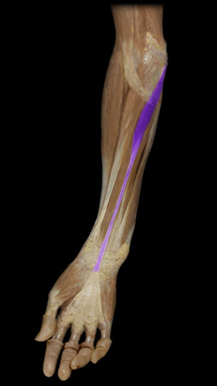 <p>What muscle is highlighted?</p>