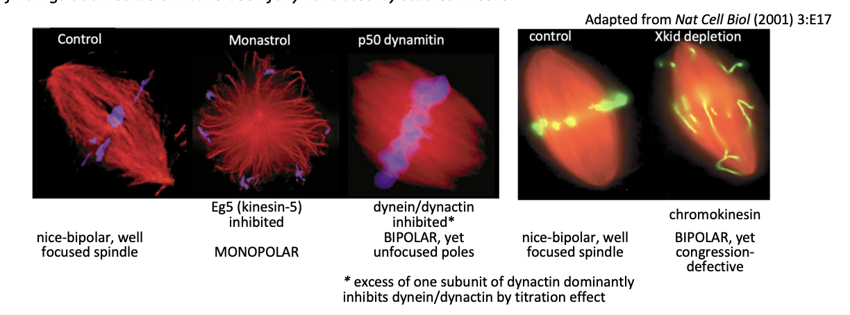 <p>Cell-free systems</p><ul><li><p>by determining the impact of specific inhibitors or specific antibody-based depletion</p></li></ul><p>Findings:</p><p></p>