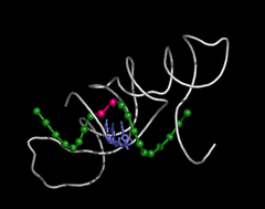 <p>RNA molecules capable of replicating short nucleotide sequences.</p>