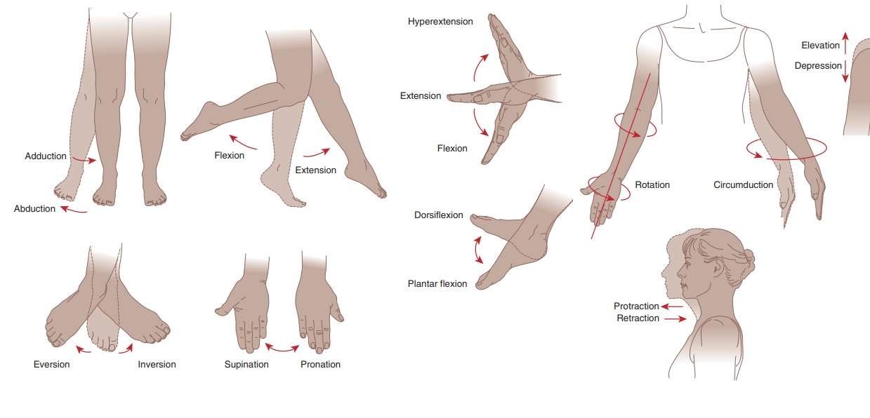 <p>Elevation: upward movement raising body part vertically</p><p>Depression: downward movement lowering body part vertically</p><p>Protraction: move body part forward/anterior on horizontal plane</p><p>Retraction: move body part backward/posterior</p><p>Supination: turn palm face forward or upward</p><p>Pronation: turn palm face backward or downward</p><p>Inversion: turn sole foot inward</p><p>Eversion: turn sole foot outward</p><p>Dorsiflexion: point toes upward; stand on heels</p><p>Plantar Flexion: point toes downward; raise heels</p>