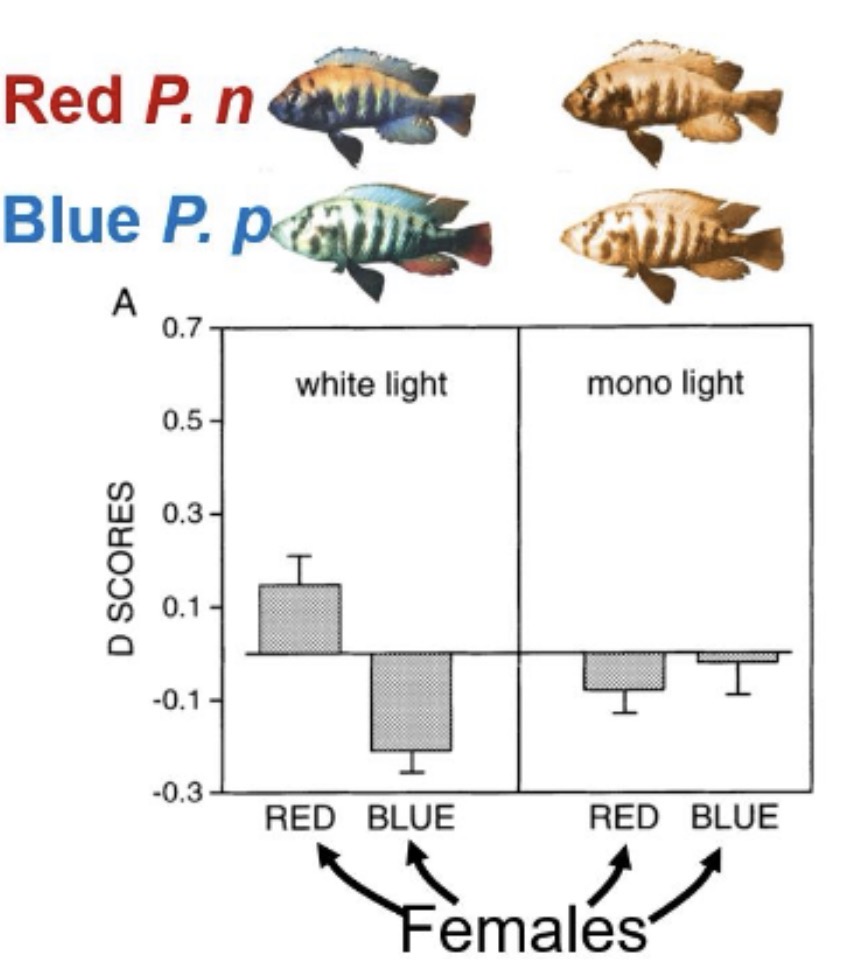 <p>What conclusion can we draw from this data? D score represents responsiveness to red male minus responsive to blue male, where positive values = red preference and negative values = blue preference.</p><p>A. The mono light makes each female prefer its own type as a mate.<br>B. The mono light makes each female prefer the other type as a mate.<br>C. The mono light makes each female prefer the blue type as a mate.</p><p></p>