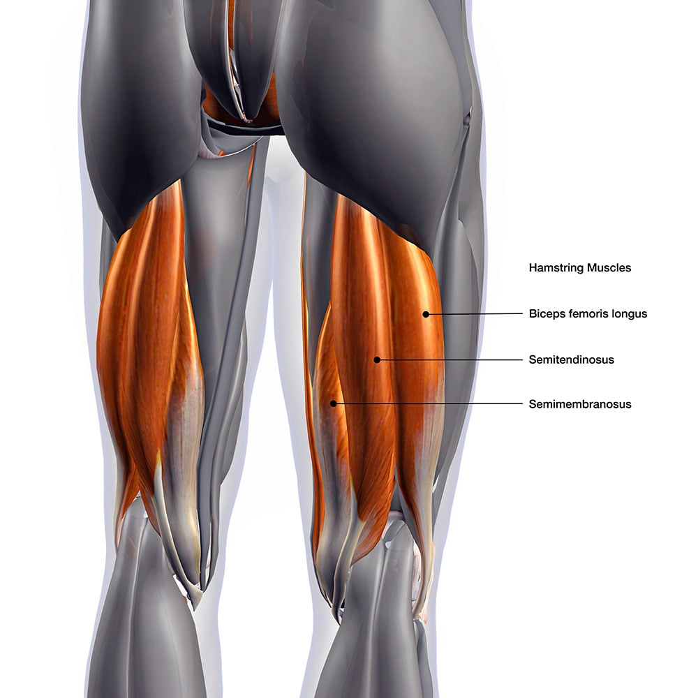 <p>a group of three muscles located in the back of the thigh that cross both the hip and knee joints to bend the knee and straighten the hip</p>