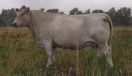 <p> Australian breed of moderate size maintains body condition easily without consuming excessive forage.</p>