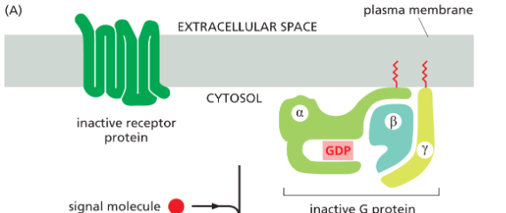 <p>activated by GTP and has <u>3 subunits:</u> alpha, beta, gamma</p><ul><li><p><strong>in inactive form:</strong> all 3 subunits associate together</p></li><li><p><strong>in inactive form:</strong> alpha subunit binds GTP and dissassociates from beta and gamma subunit</p><ul><li><p>beta and gamma units remain associated</p></li><li><p>the 2 diff complexes r both active and interact w different targets</p></li></ul></li></ul><p></p>