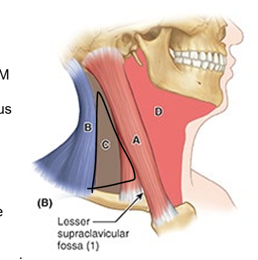 <ul><li><p>ant: post. border of SCM</p></li><li><p>post: ant. border of trapezius</p></li><li><p>inf: middle third of clavicle between trapezius &amp; SCM</p></li><li><p>apex: where SCM and trapezius meet on superior nuchal line of occipital bone</p></li><li><p>roof: investing layer of deep cervical fascia</p></li><li><p>floor: muscles covered by prevert layer of deep cervical fascia</p></li></ul><p></p>