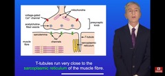 <p>Presynaptic neuron:</p><p>-ends in synaptic knob</p><p>-has pre-synaptic membrane</p><p>has mitochondria, ER and vesicles containing neurotransmitter</p><p>synaptic cleft (gap between neurone and muscle)</p><p>muscle: </p><p>-has complementary receptors to neurotransmitter</p><p>-has sarcolemma (membrane)</p>