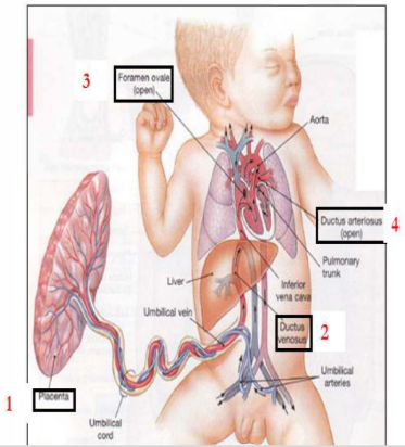 <ul><li><p><span style="background-color: transparent;">Placenta</span></p></li><li><p><span style="background-color: transparent;">Ductus venosus</span></p></li><li><p><span style="background-color: transparent;">Foramen ovale</span></p></li><li><p><span style="background-color: transparent;">Ductus arteriosus</span></p></li></ul><p></p>