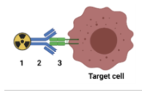 <p><span style="background-color: transparent;">Identify the 3 components of a radioimmunotherapy:</span><br><span style="background-color: transparent;">1:</span></p><p><span style="background-color: transparent;">2: </span></p><p><span style="background-color: transparent;">3:</span></p>