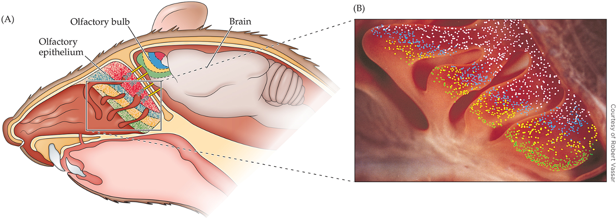 <p>Rodents have 1000 olfactory receptors divided into 4 different families <span data-name="arrow_right" data-type="emoji">➡</span> These four families exhibit spatial segregation in the olfactory epithelium and in the olfactory bulb</p>