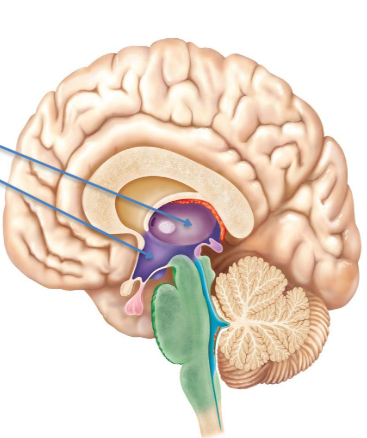<p>deep in center of brain</p><p>surrounds the third ventricle</p>