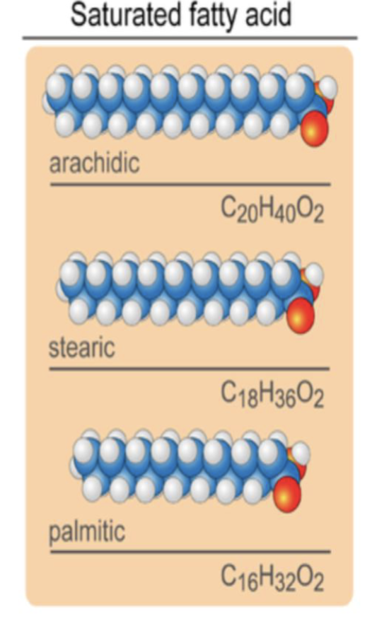 <p>Fats are classified depending on their type of bonds in their fatty acids.</p><p>This type of fat, carbon atoms share only single bonds, so each carbon atom is bonded to as many hydrogen atoms as possible.</p><p>This type of fat tend to be solids at room temperature.</p>