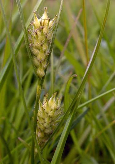 <p>Has hairy leaves and fruit, likes damp</p>