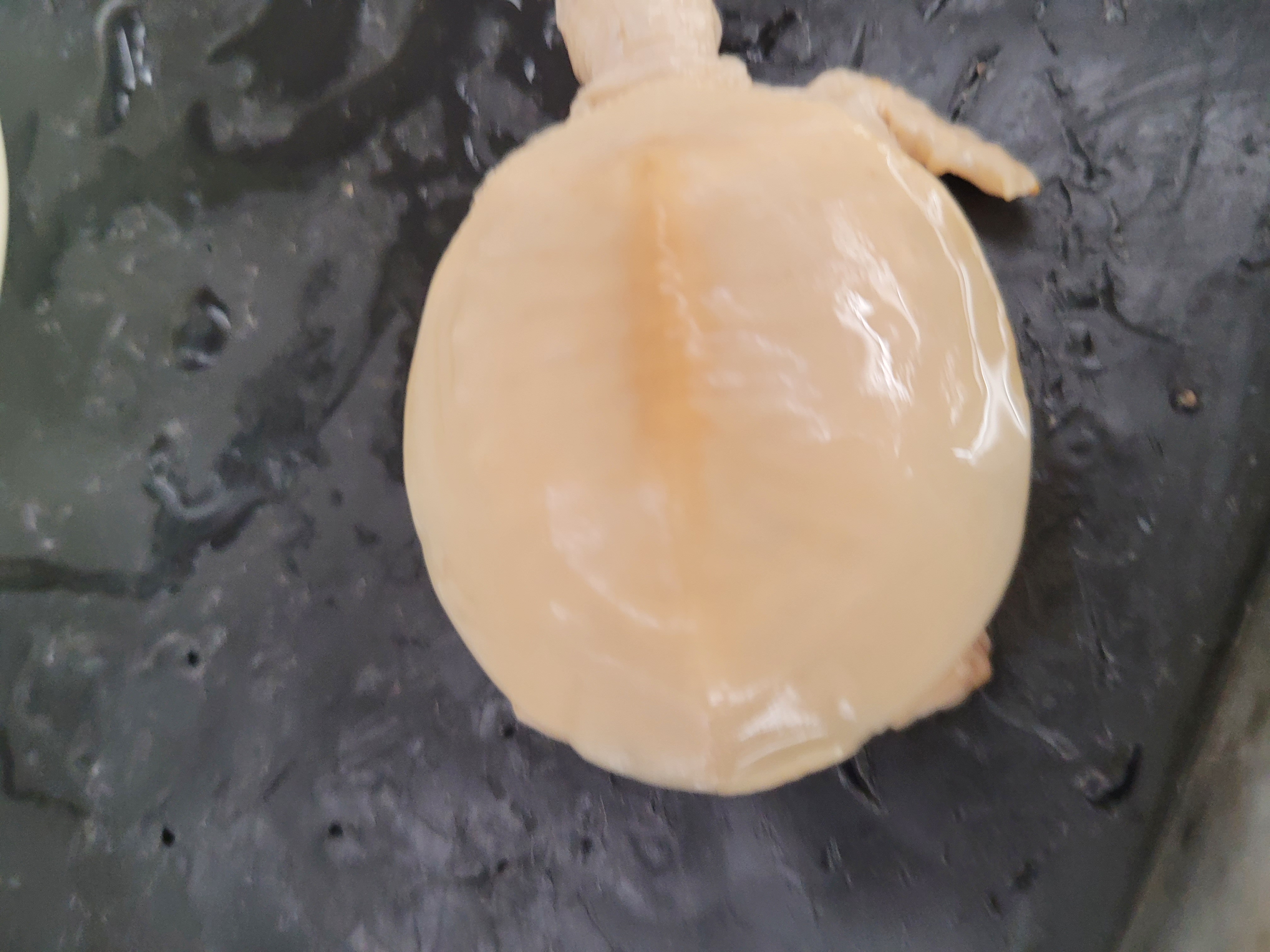 <p>What species is this? </p>
