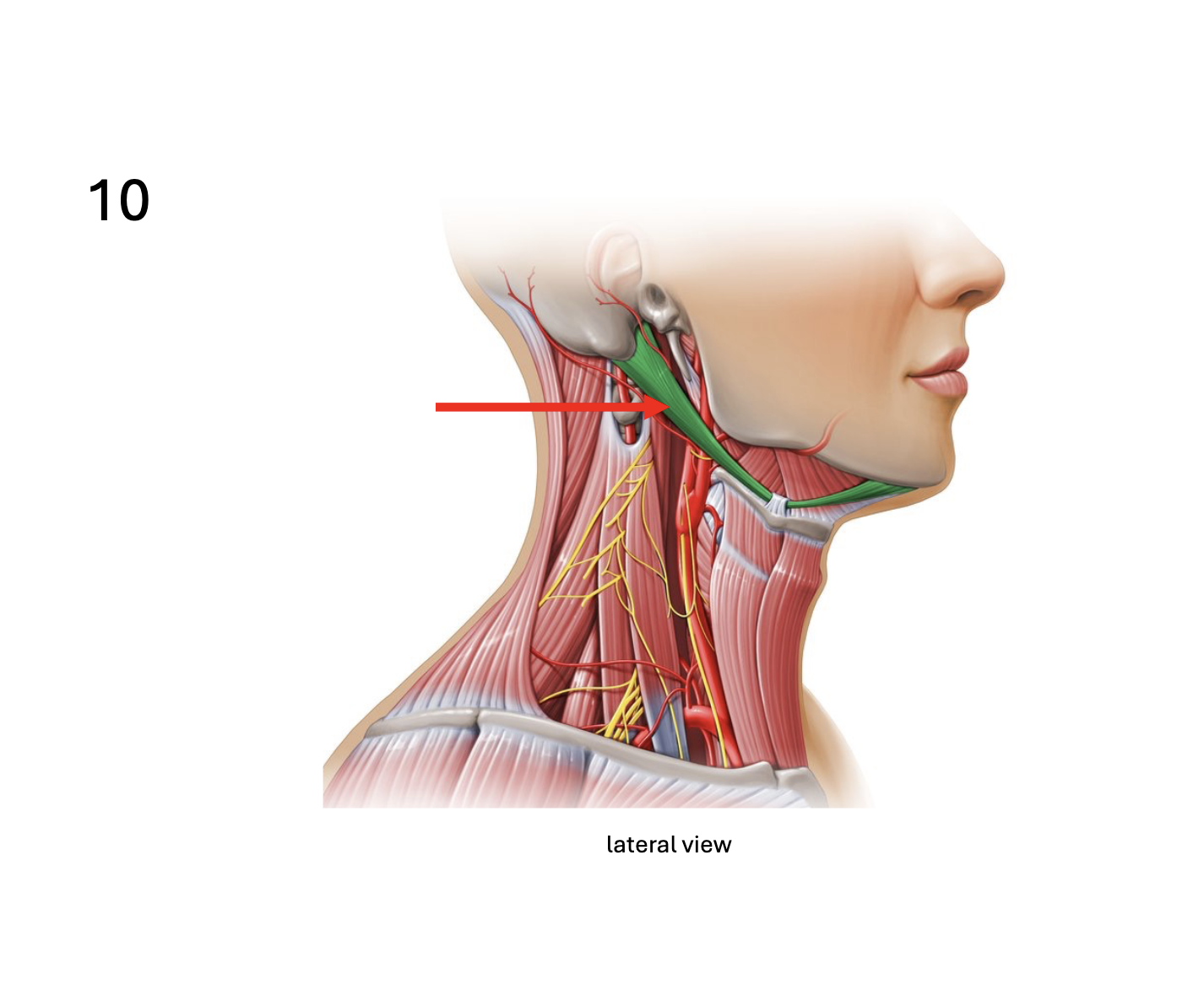 <p>Identify the <strong>muscle</strong></p>