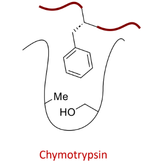 <p>what does this protease bind?</p>