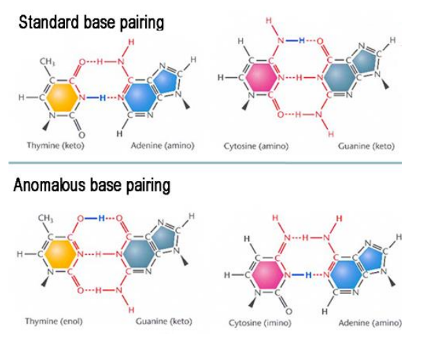 <p>Spontaneous mutations - Tautomeric forms of DNA bases </p>