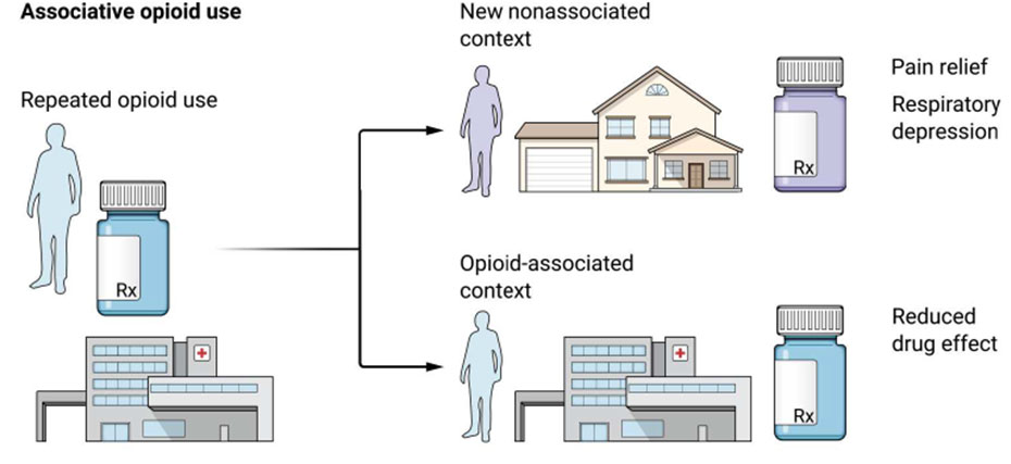 <p>What is a compensatory response in drug conditioning (McKendrick &amp; Graziane, 2020)?</p>