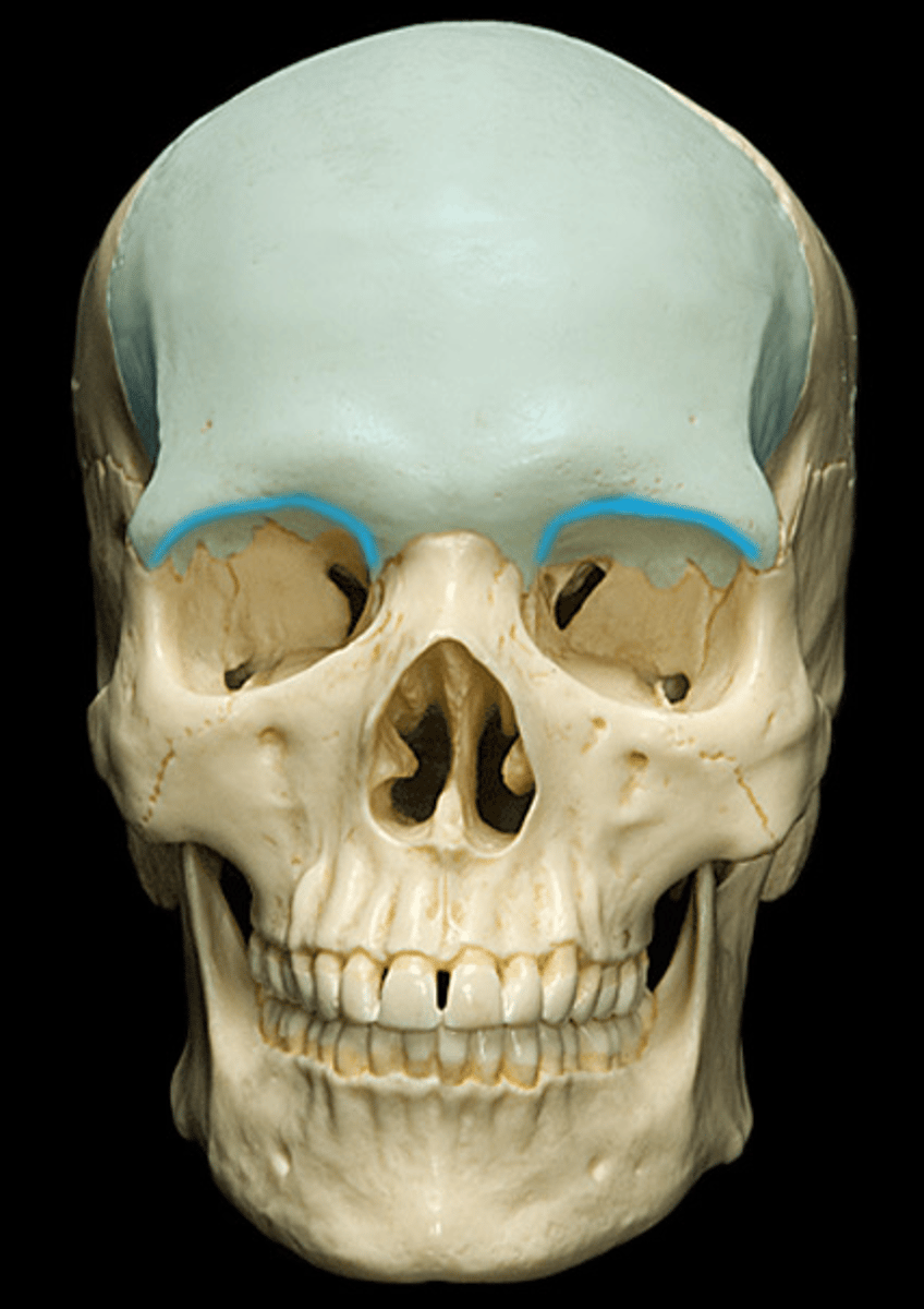 <p>What is this boney feature?</p>