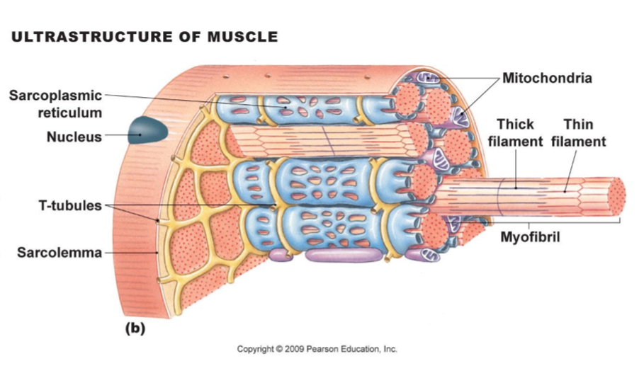 <p>cytoplasm of myofiber/myocyte</p><ul><li><p>contains specialized cytoskeletal + membranous organelles</p><ul><li><p>glycogen</p><ul><li><p>chains of glucose → broken down to release glucose → used to make ATP</p></li></ul></li><li><p>myoglobin</p><ul><li><p>protein <em>only in myocytes</em> → binds O2 + releases O2 when needed by mitochondria</p></li></ul></li><li><p>creatine phosphate </p><ul><li><p>transfer ADP to reconstitute ATP when additional ATP needed for myocyte contraction</p></li></ul></li></ul></li></ul><p></p>