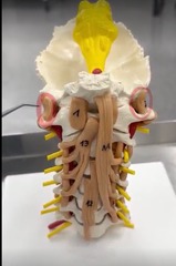 <p>Name the muscle</p>