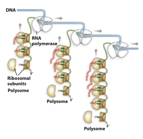 <p>Bacterial Polysome</p>