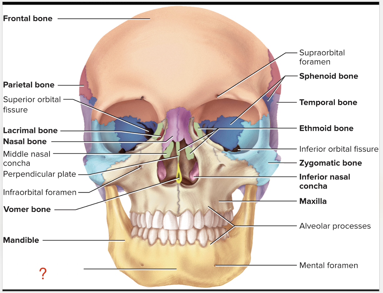 <p>What is the name of this bony marking that is part of the <strong>mandible?</strong></p>