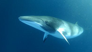 <p>Order Cetacea</p><p>Suborder Mysticeti</p><p>Family Balaenopteridae</p><p><em>Balaenoptera physalus</em></p><ul><li><p>aka</p></li><li><p>describe body shape and color</p></li><li><p>where does it live</p></li><li><p>IUCN</p></li></ul><p></p>