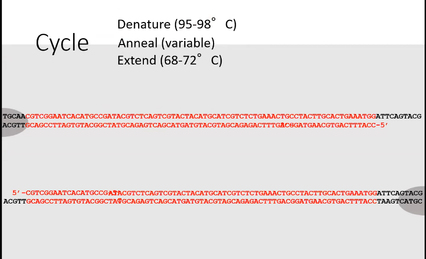 <p>Extend</p><p>Allows the DNA polymerase to extend the DNA primers using the free nucleotide bases</p>