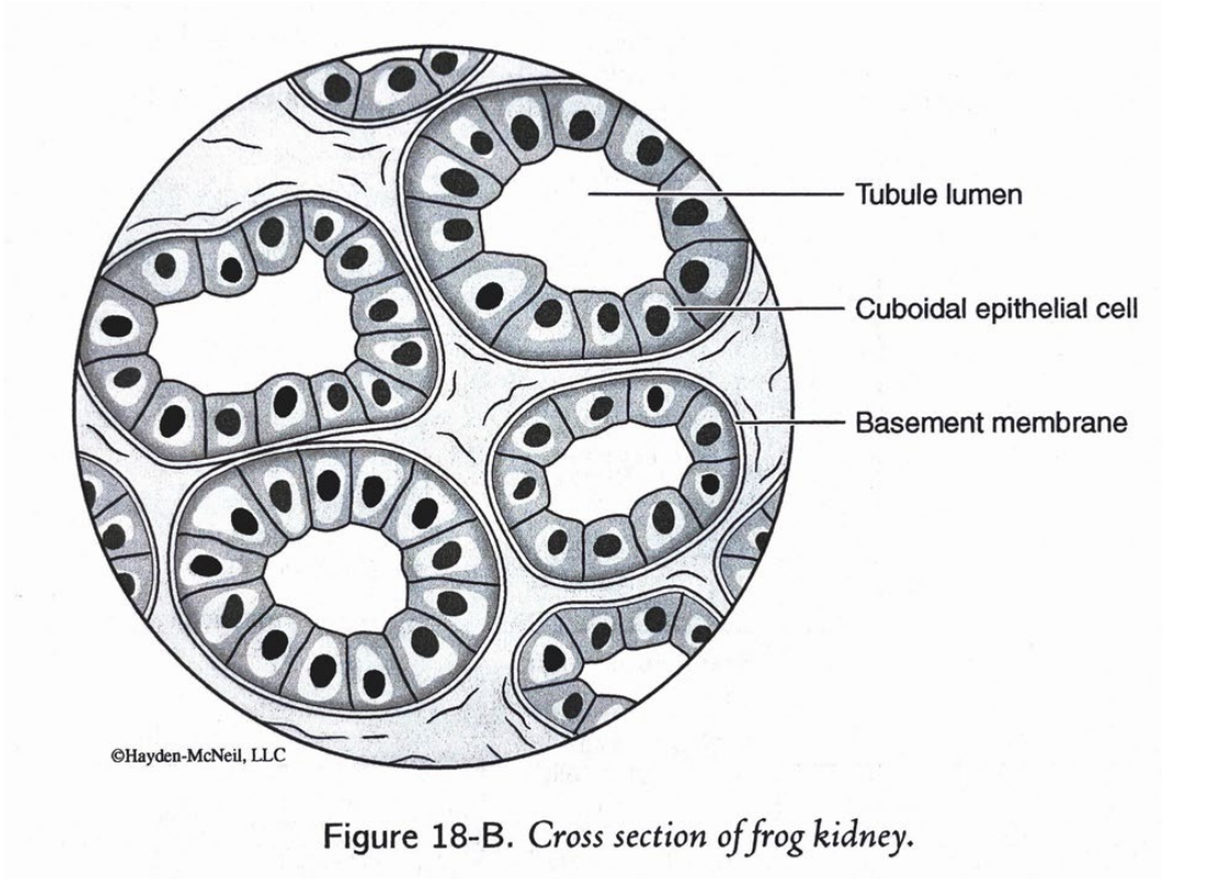 <p>simple cuboidal epithelium rolled into a tube</p>