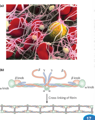 <p>A Cascade of <strong>Proteolytically Activated Zymogen</strong>s Leads to Blood ______________</p>
