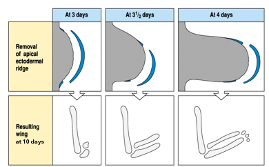 <p>in proximal to distal sequence </p>