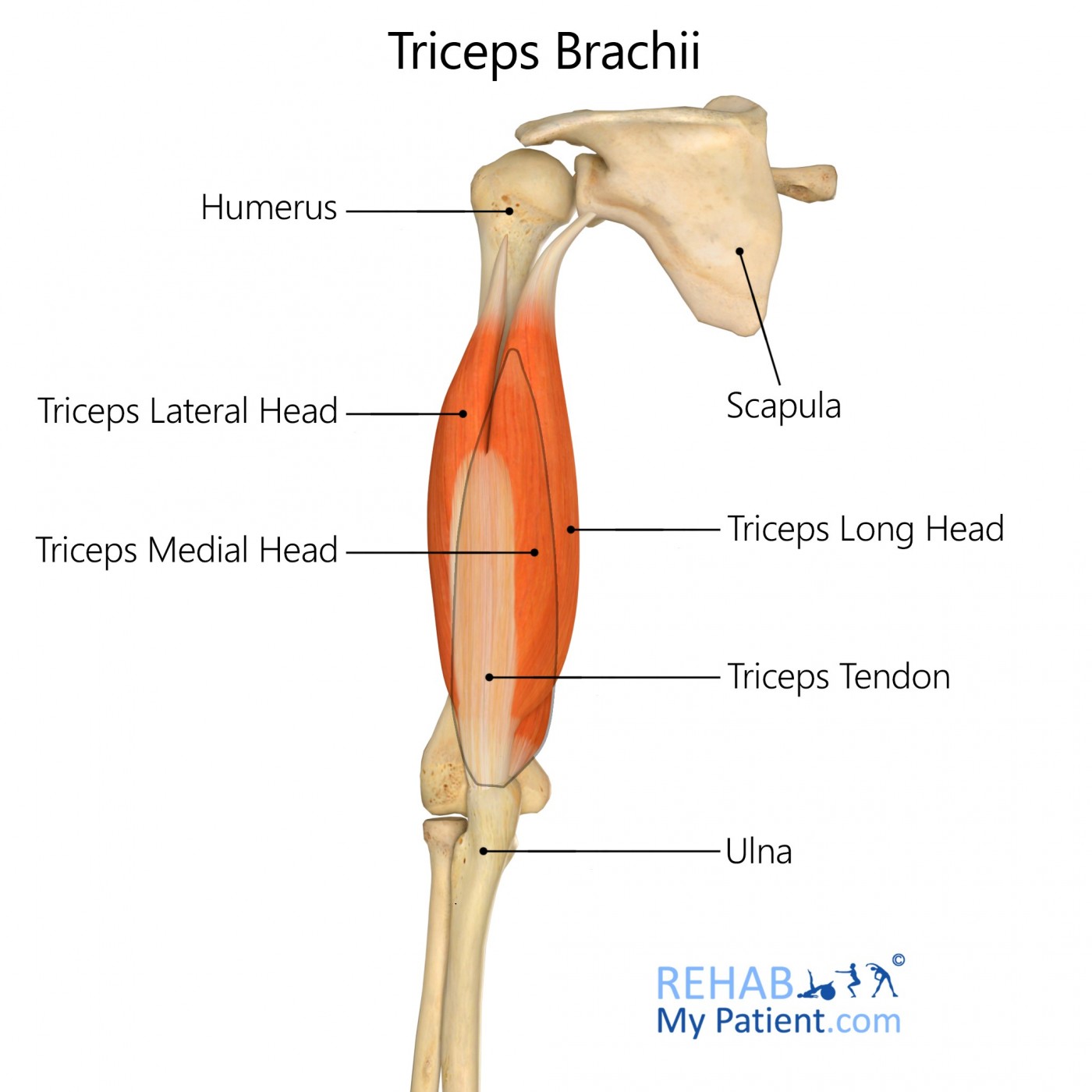 <p>M. triceps brachii</p>