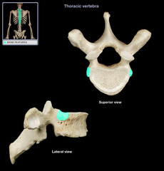 <p>flat parts facing where ribs sit</p>
