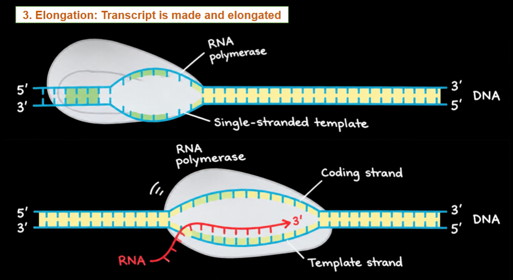 <p>What happens during transcription elongation?</p>