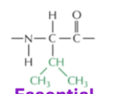 <p>Nonpolar</p><ul><li><p>essential amino acid</p></li></ul><p></p>