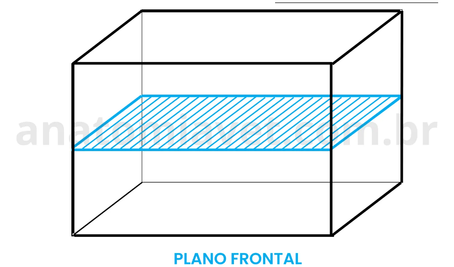 <p>É paralelo aos eixos ventral e dorsal</p><p>Divisão em duas porções desiguais</p><p>forma o paquímero dorsal e ventral</p><p>eixo craniocaudal x eixo laterolateral</p>