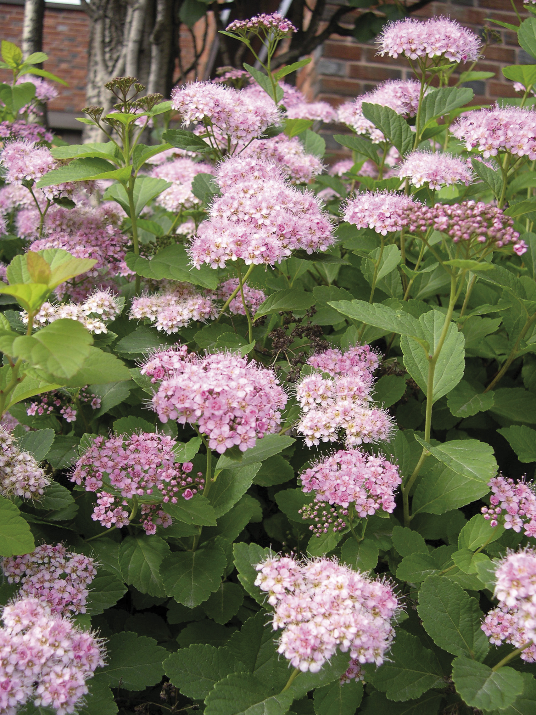 <p>praktspirea</p>