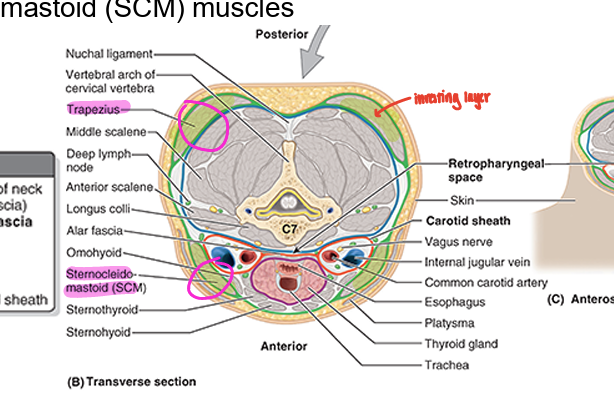 <ul><li><p>most superfic deep fascia layer</p></li><li><p>surrounds entire neck deep to the skin &amp; subcut tissue</p></li><li><p>splits into superfic &amp; deeo layers to enclose trapezius &amp; sternocleidomastoid (SCM) muscles</p></li></ul><p></p>