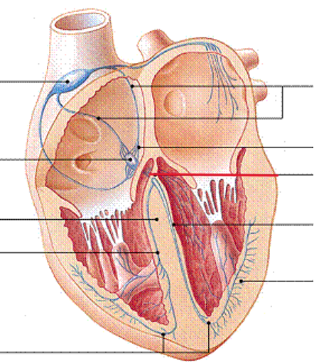 <p>Name the structure</p>