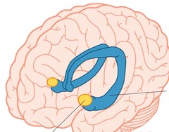 <p>two lima-bean-sized neural clusters in the limbic system; linked to emotion.</p>