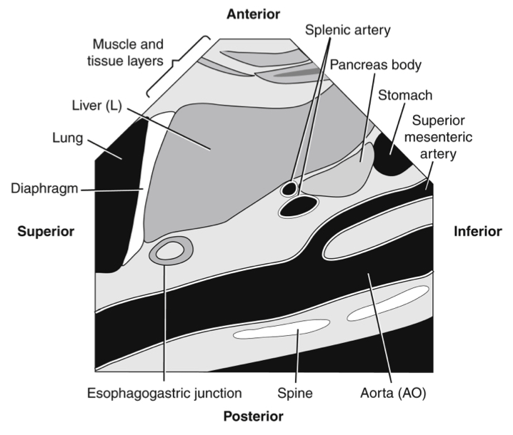 <p>liver to pancreas</p>