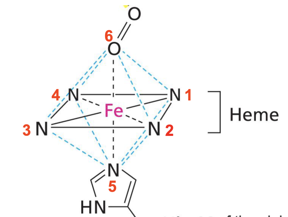 <p>6 coord bonds:</p><p>4 coordination bonds with nitrogen that form propionyl ring</p><p>5th coordination position is with the HisF8/proximal his residue of myoglobin at the bottom of the ring, which is the major force that holds the porphyrin ring in place (permanently attaches heme to globin protein) along with hydrophobic interactions</p><p>6th coordination position is with O<sub>2</sub>, which is needed to load and offload protein as heme’s role</p>