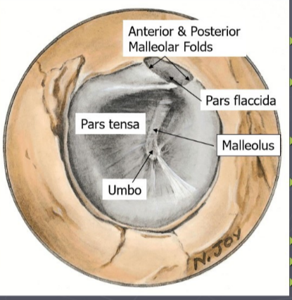 <p>tympanic membrane </p>