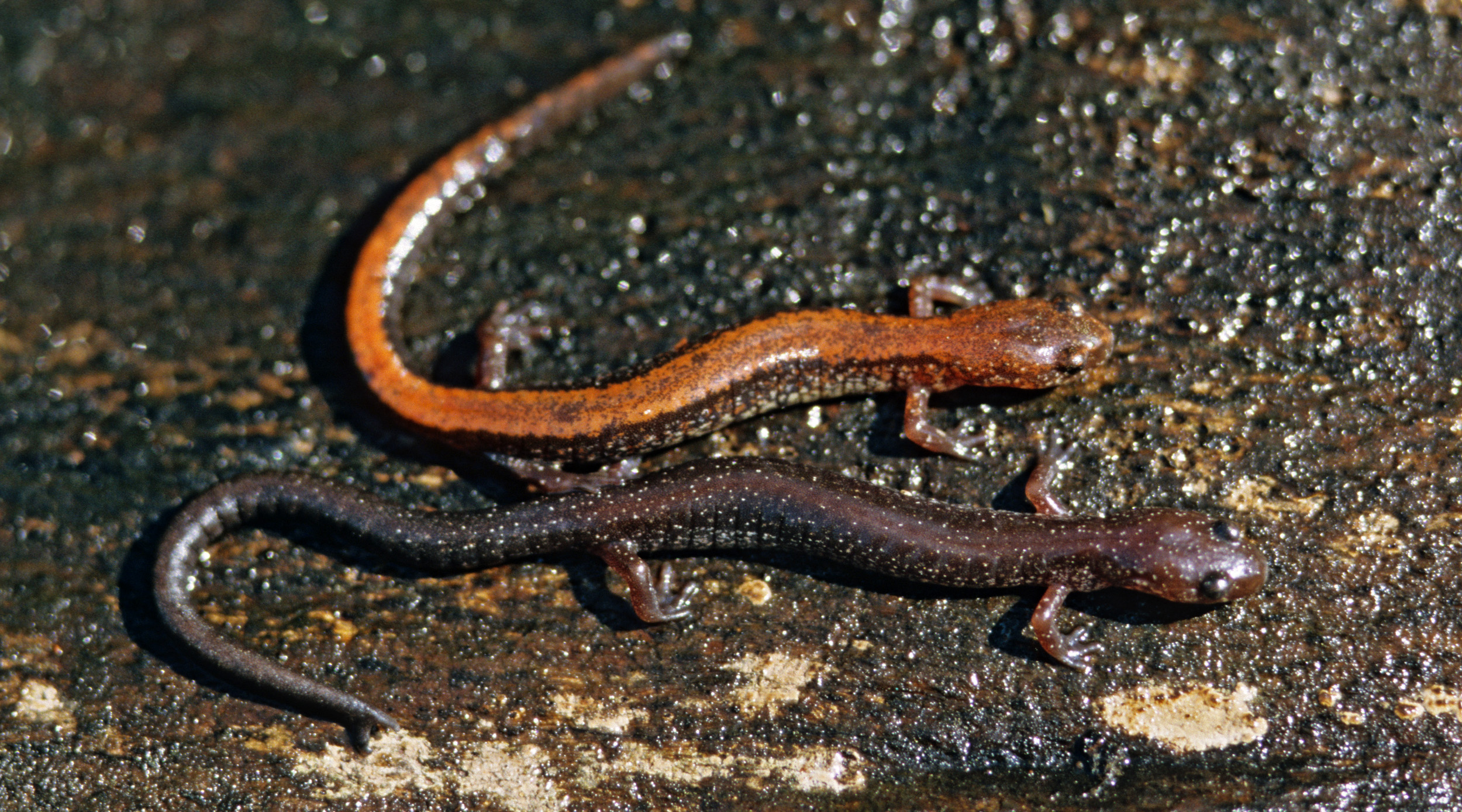 <p>Red backed salamander</p>